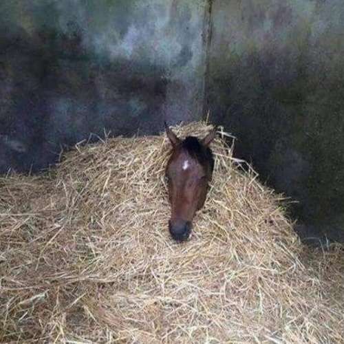 PONY MUSIC (demo2)