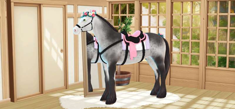 Saddles & Accessories 