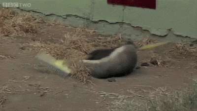 badger-escape.gif