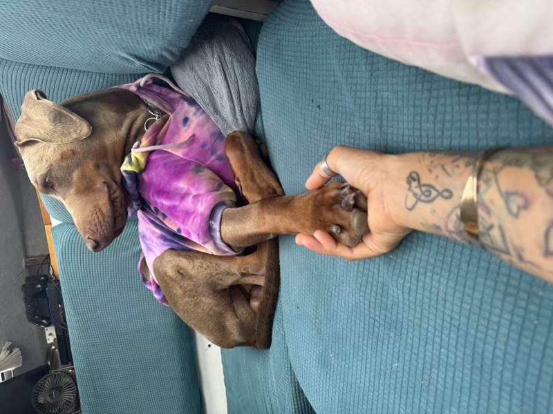 sailing-pickle-family