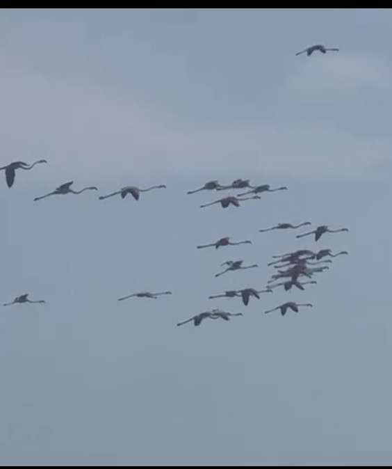 sailing-pickle-family