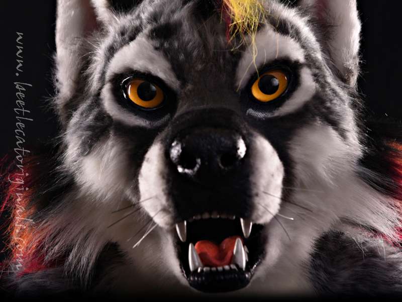 Beetlecat