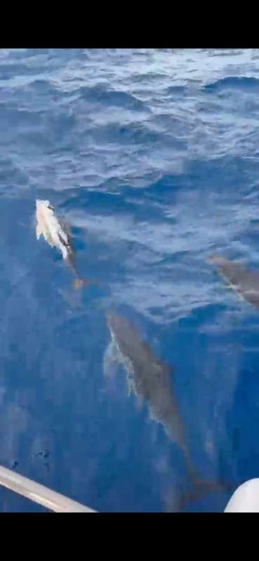 sailing-pickle-family