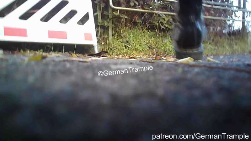 German-Trample
