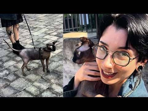 My dog goes for a walk (the town is confused) 