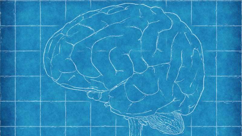 Brain Blueprint.jpg